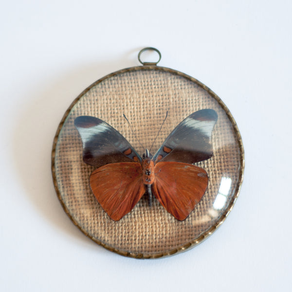 § Set of 4 Vintage Naturalized Butterfly Taxidermy Frames