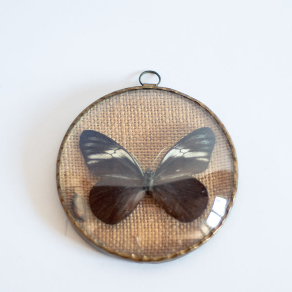 § Set of 4 Vintage Naturalized Butterfly Taxidermy Frames