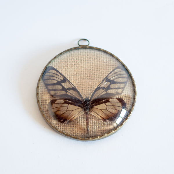 § Set of 4 Vintage Naturalized Butterfly Taxidermy Frames