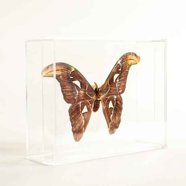 Oddhaus Vintage Decoration Luxembourg Naturalized Butterfly Taxidermy