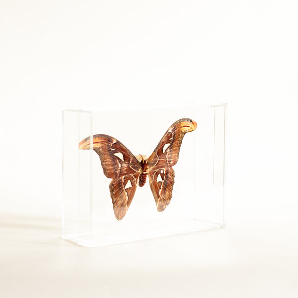 Oddhaus Vintage Decoration Luxembourg Naturalized Butterfly Taxidermy