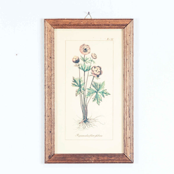 Oddhaus Vintage Luxembourg Vintage Botanical print "Ranunculus"