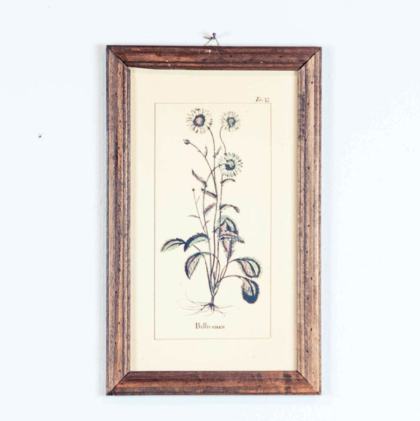 Oddhaus Vintage Luxembourg Vintage Botanical print "Bellis Maior"