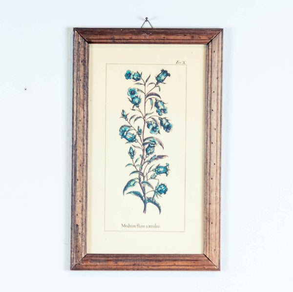 Oddhaus Vintage Luxembourg Vintage Botanical print "Coeruleo"