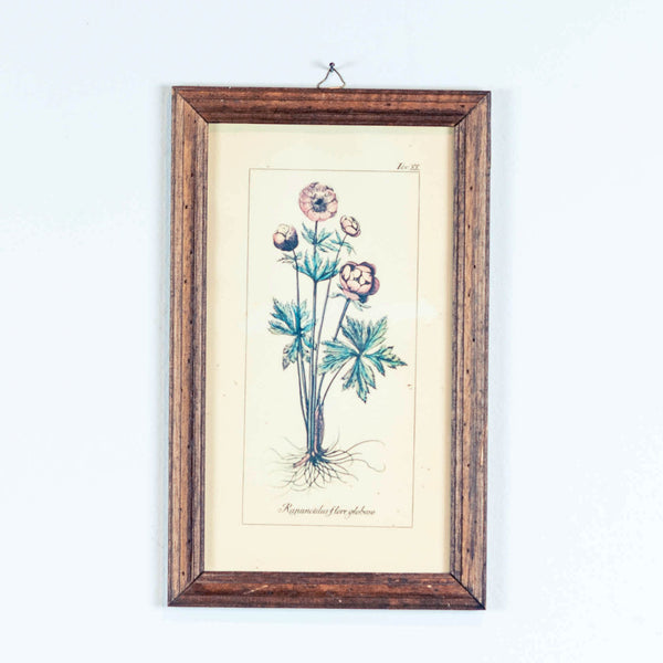 Oddhaus Vintage Luxembourg Vintage Botanical print "Ranunculus"
